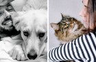 I proprietari di gatti sono più intelligenti di quelli dei cani: a dirlo è uno studio