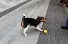 Les chiens savent aussi jouer tout seul