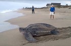Video de Tortugas