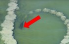 Ein Delfin kreiert einen Sandkreis im Meer: Kurz darauf filmt die Kamera ein faszinierendes Phänomen