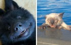 23 fotos divertidas que demuestran que los animales no son otra cosa que humanos con la piel encima