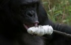 Le bonobo allume le feu et grille ses marshmallows