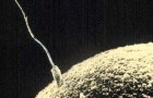Une nouvelle théorie suggère que c'est l'ovule de la femme qui choisit le spermatozoïde... et non l'inverse !