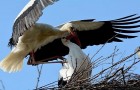 Video Uccelli
