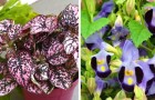 10 plants that will grow and flourish even in the darkest corner of your house