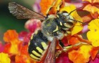 Les abeilles sont considérées comme les créatures les plus importantes de la planète, mais leur nombre continue de diminuer