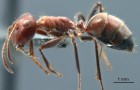 Dei ricercatori scoprono una nuova specie di formica che si fa esplodere per salvare la colonia da un pericolo