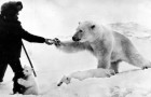 Histoire d'un homme qui a sauvé un ours polaire orphelin et qui a instauré une amitié unique avec lui