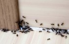 9 rimedi totalmente naturali per tenere le formiche lontane dalla tua casa
