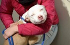 15 imagenes de perros apenas adoptados que los haran derretir con su gran ternura