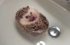 Bath time for a cute hedgehog