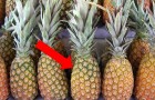 Alcuni consigli per scegliere l'ananas più buono ed evitare brutte sorprese