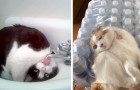 Onhandige en knoeiende katten: na het zien van deze foto's hou je nog meer van ze