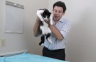 Un esperto ci mostra il modo corretto di prendere in braccio un gatto - e non è quello più usato!