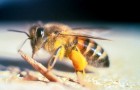 Per la prima volta una specie di ape viene inserita nell'elenco delle specie a rischio di estinzione
