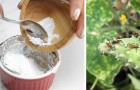 Dites adieu aux produits chimiques pour les plantes et les fleurs : Voici 13 situations où vous pouvez utiliser du bicarbonate.