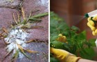 9 natuurlijke herbiciden die je thuis kunt bereiden om onkruid te verwijderen en de bloemen te beschermen