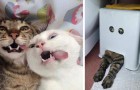 24 Bilder von Katzen bei denen man nicht ernst bleiben kann