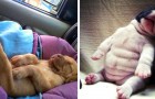 Questi 14 cagnolini che dormono come umani vi riempiranno la giornata di dolcezza