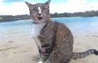 Cães e gatos aproveitam o mar na Austrália