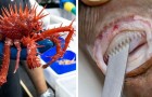 Vidéos de Poissons