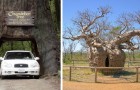 Le plus vieux, le plus large ou le plus solitaire : 12 magnifiques arbres qui détiennent un record du monde
