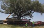 Moving a 150 years old tree 360.000kg heavy