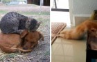 30 images hilarantes qui vous convaincront que les chats peuvent dormir PARTOUT.