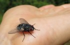 6 méthodes naturelles pour éloigner les mouches d'entrer sans utiliser de produits chimiques.
