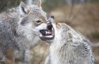 Les loups savent faire la paix après une dispute. Pas les chiens à cause de leur proximité à l'homme