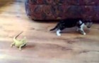 Brave cat faces two lizards