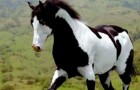 20 chevaux de race particulières qui ressemblent à de véritables œuvres d'art.