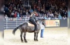 They start the horse's favorite song and the reaction of the animal triggers the applause of the crowd