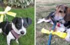 If you see a dog with a yellow bow you shouldn't get close: It means that it needs its space