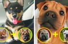 14 cani nati dall'incrocio di 2 razze, che sono la cosa più dolce che vedrete oggi