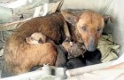 A woman notices a stray dog ​​with puppies and shortly thereafter she discovers that a baby is hiding among them