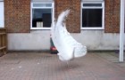 A rare white peacock is preparing to open its tail and the show it puts on is nothing short of wonderful