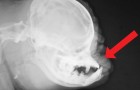 Deze röntgenfoto van een mopshond zal je ogen openen voor een tragische waarheid