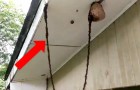De mieren bouwen een levende brug om het nest van een wesp aan te vallen: een ware demonstratie van vindingrijkheid