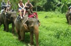 Vidéos d' Eléphants