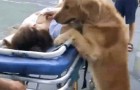 China: een vrouw valt flauw en haar hond staat erop om in de ambulance te stappen en haar naar het ziekenhuis te brengen