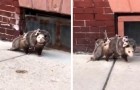 The video of this opossum shows that a mother's love is bigger than anything else in the world!