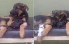 Un cucciolo si rifiuta di abbandonare la sorellina malata dal veterinario