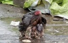 Une poule abrite ses poussins de la pluie : une image qui représente le pouvoir de l'amour maternel
