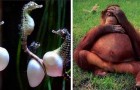 Video Nature