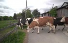 Vacas livres no pasto pela primeira vez