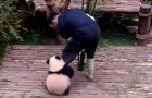 Video van Panda's