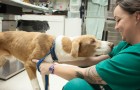 Vidéos de Chiens