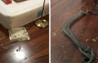 Una donna trova nella sua camera da letto due serpenti che combattono: la scena è degna di un incubo