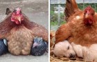 The maternal instinct is stronger than anything else! Here are 15 of the most determined mothers that exist!